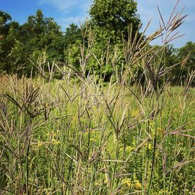 Big Bluestem, Ornamental Grass Seed